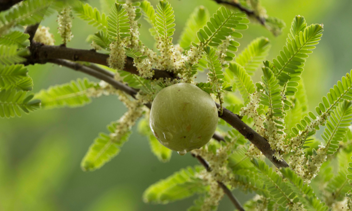 Amla - Frucht der ewigen Jugend
