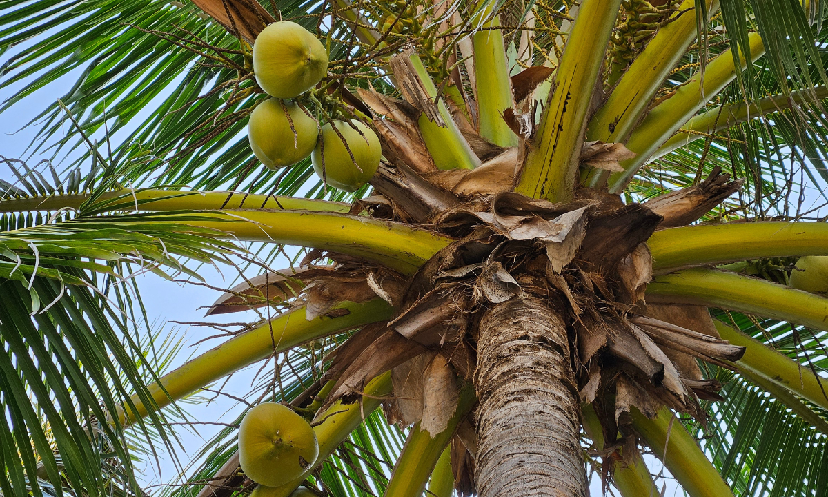 Kokospalme – Baum des Lebens