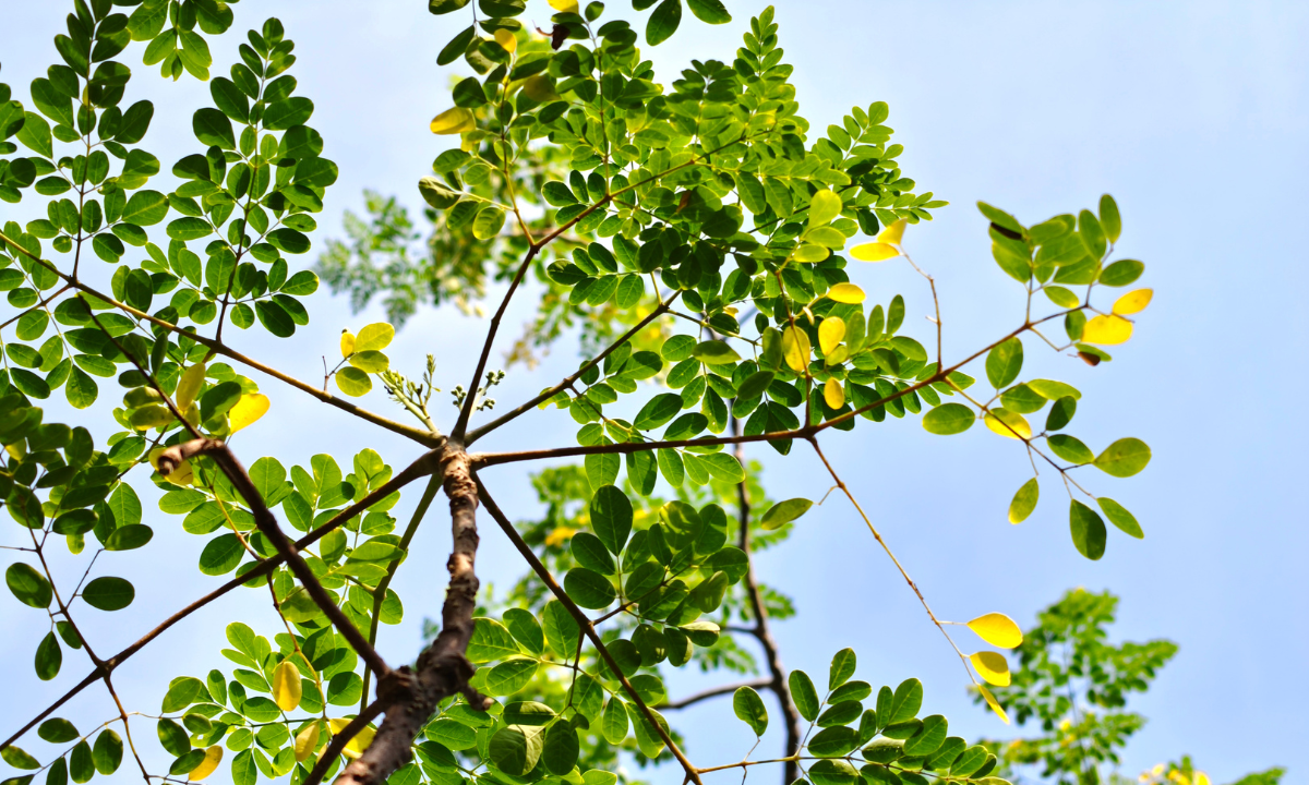 Moringa oleifera – Eigenschaften und Wirkung des Wunderbaums