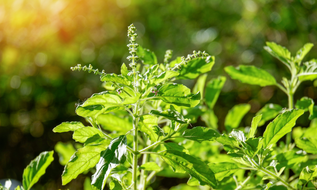 Tulsi: Das heilige Basilikum ocimum sanctum und seine Verwendung im Ayurveda