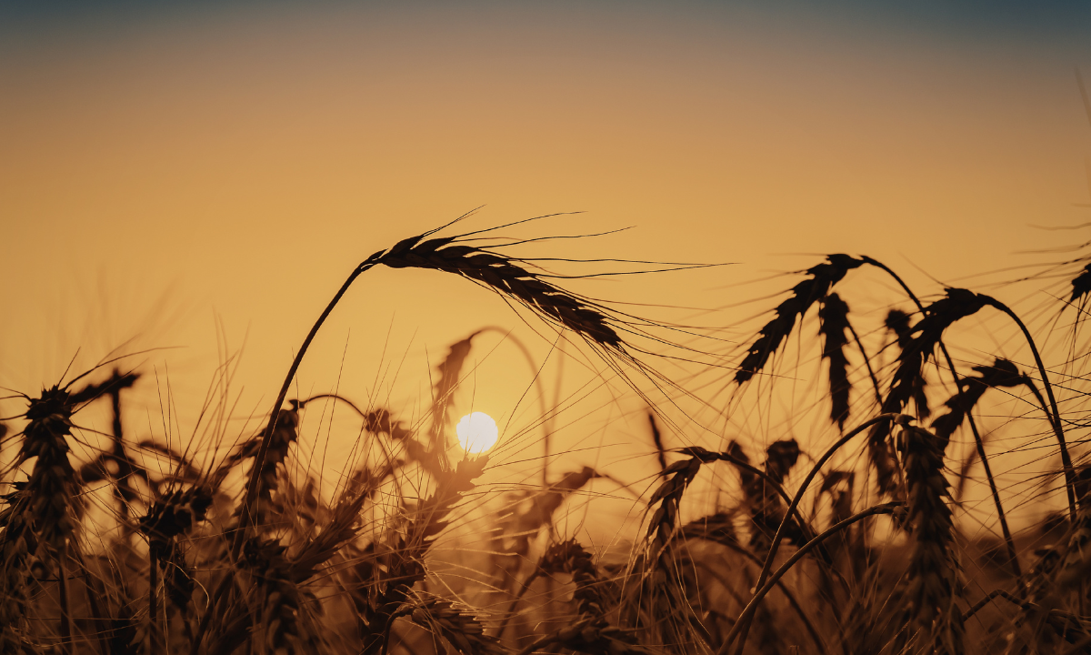 Glutenunverträglichkeit: Weizen und weizenverwandte Getreide