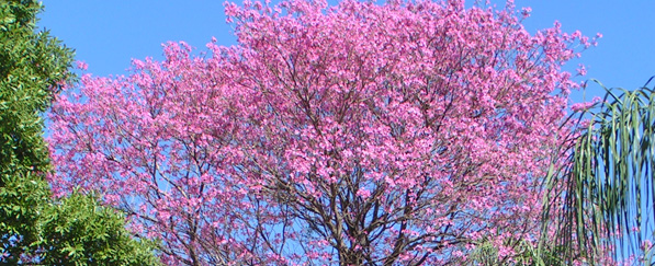 Lapacho Baum in voller Blüte