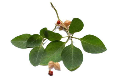 Ashwagandha