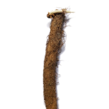 Miraherba - Radice leggera - 500 g