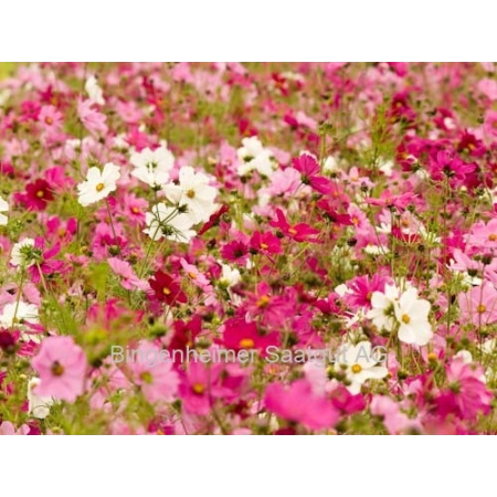 Graines de Bingenheim - Cosmea | Jardin bio Miraherba