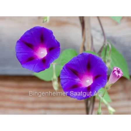 Bingenheimer Saatgut - Vents magnifiques | Jardin bio Miraherba