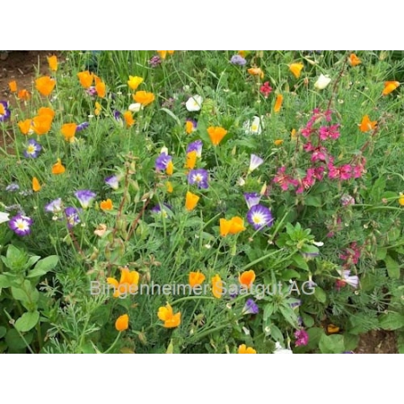 Graines de Bingenheimer - splendeur estivale | Jardin bio Miraherba