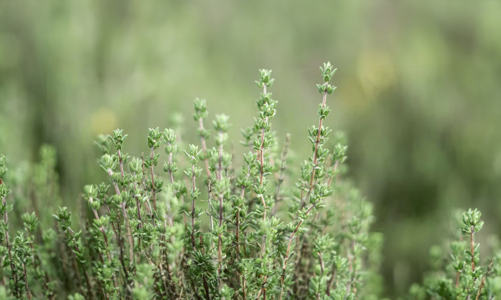 Der Ayurvedische Kräutergarten für Ihr zu Hause