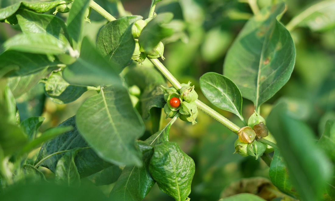 Ashwagandha