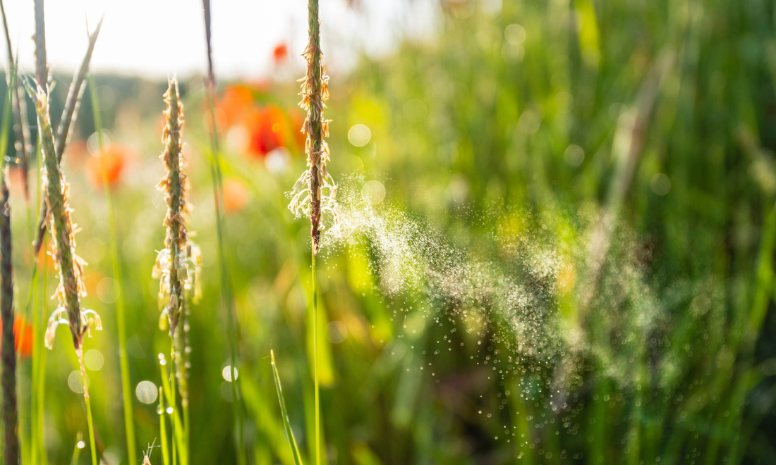 Hausmittel gegen saisonale Allergien im Ayurveda