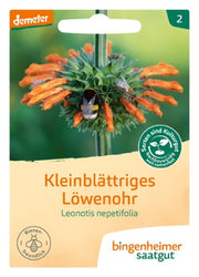 Bingenheimer - Saatgut Kleinblättriges Löwenohr_11042.jpg