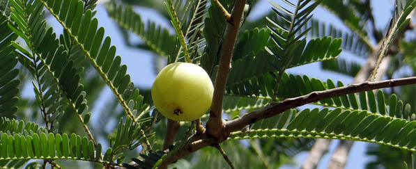 Die grüne Amlafrucht, der Hauptbestandteil von Chyawanprash.