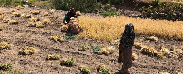 Frauen ernten Gerste in Ladakh