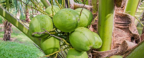 Kokosnüsse an der Palme.