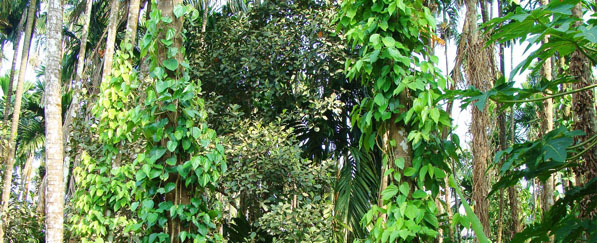 Die Pfefferpflanze wächst als Schlingpflanze an Urwaldbäumen empor.