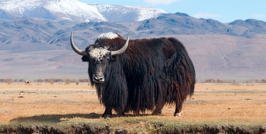 Miraherba yak wool
