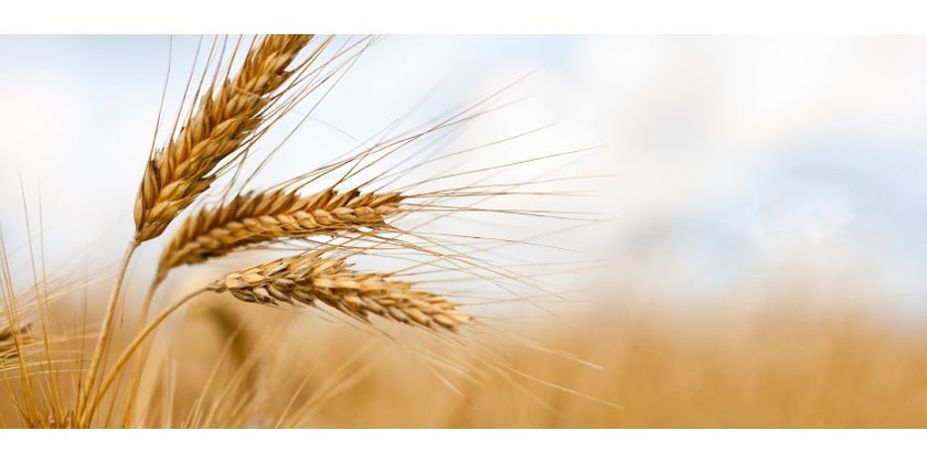 Coeliac disease: Wheat and other crops