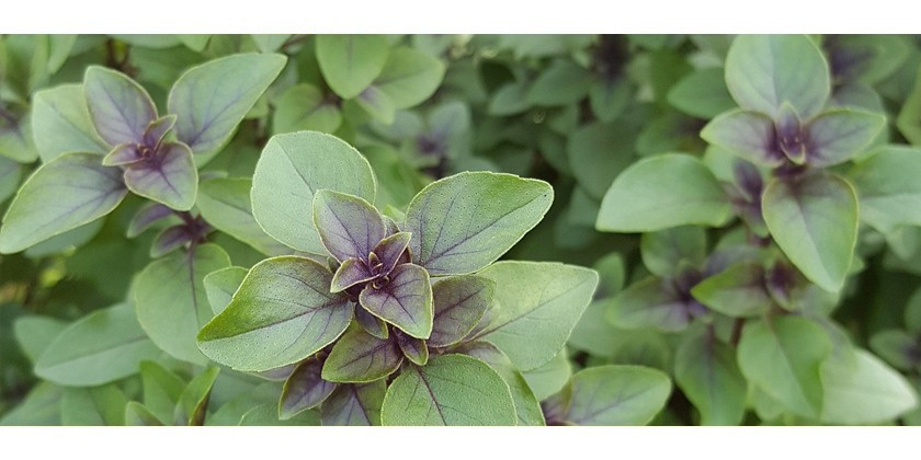 Tulsi: holy basil and how to use it in ayurvedic medicine