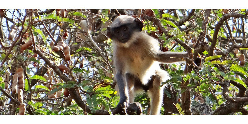 Tamarinde – Die Wirkung der indischen Dattel Tamarindus indica