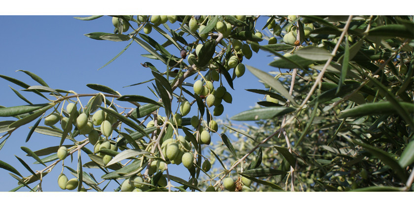Sommerurlaub bei unseren Olivenöl-Produzenten: Eine Reise nach Mani