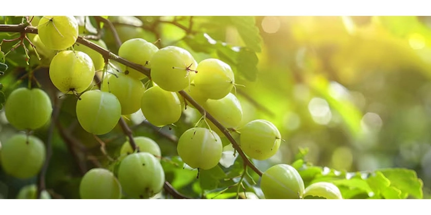 Die Vorteile von Ayurveda bei der Behandlung von Krebs Die Vorteile von Ayurveda bei der Behandlung von Krebs